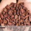 The cocoa bean or simply cocoa,